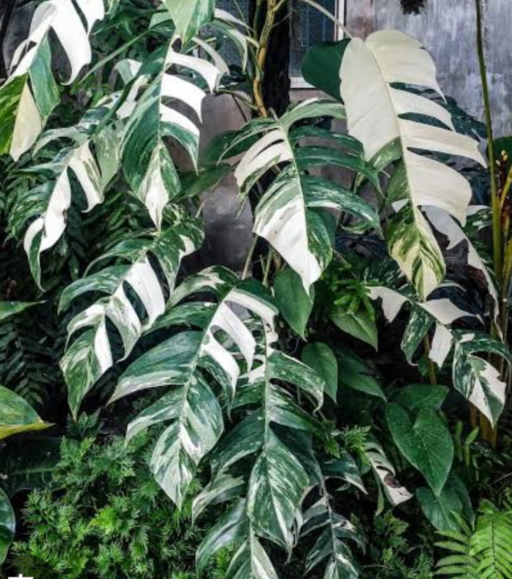 Epipremnum pinnatum alba variegata - muda jovem 