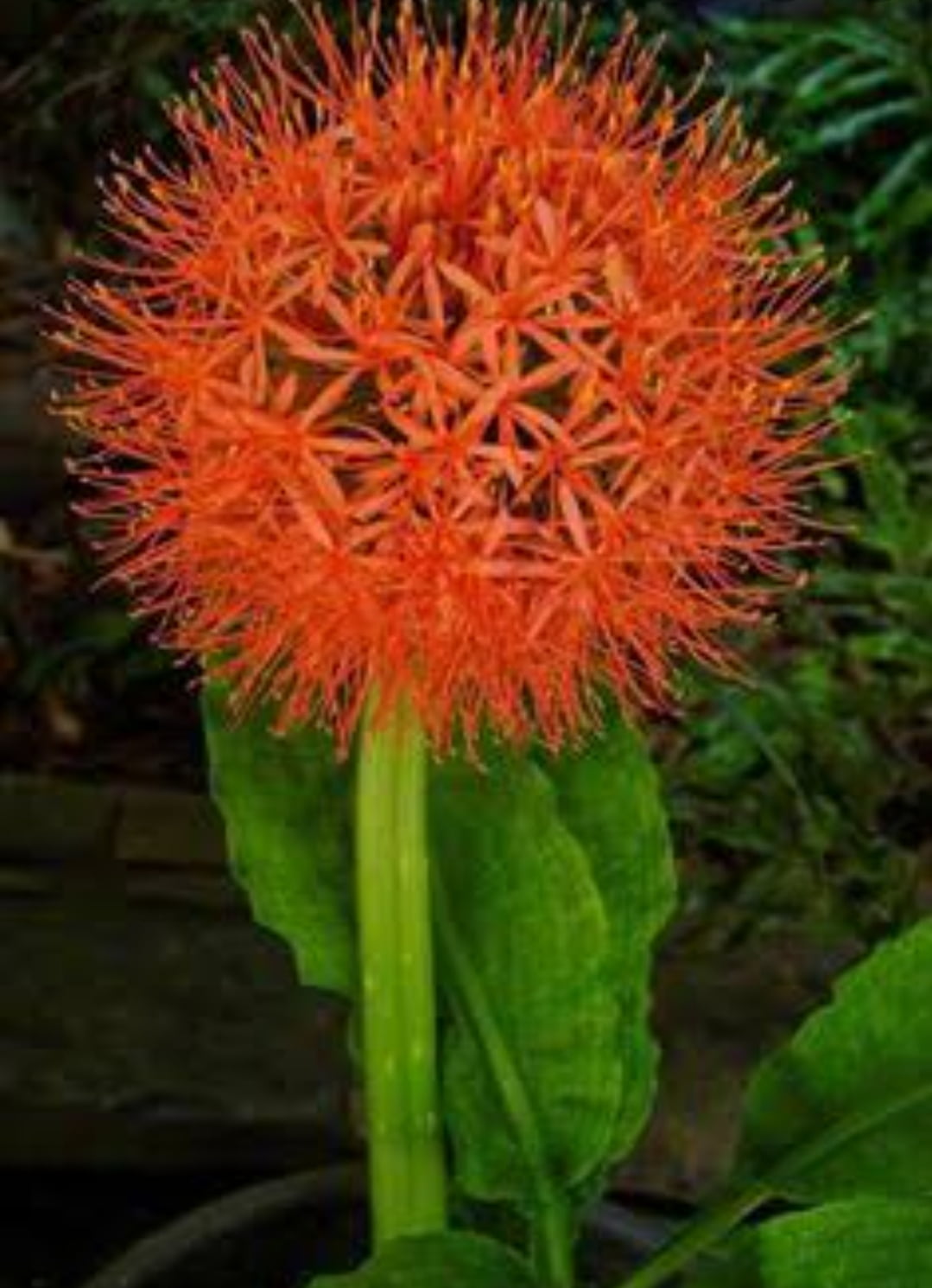 Haemanthus flor de natal - Cactos Brasil