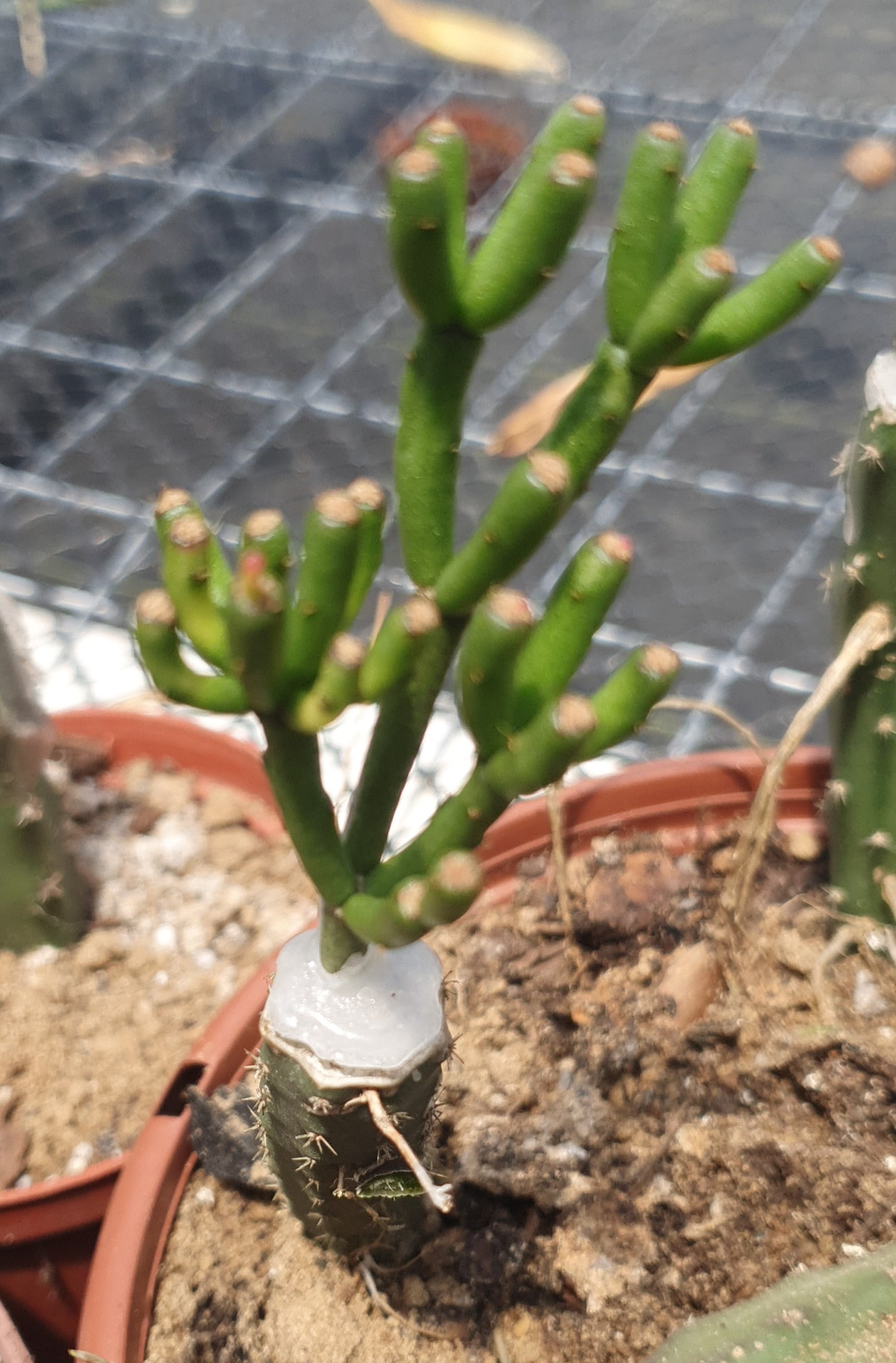 Hatiora herminiae cactos brasil