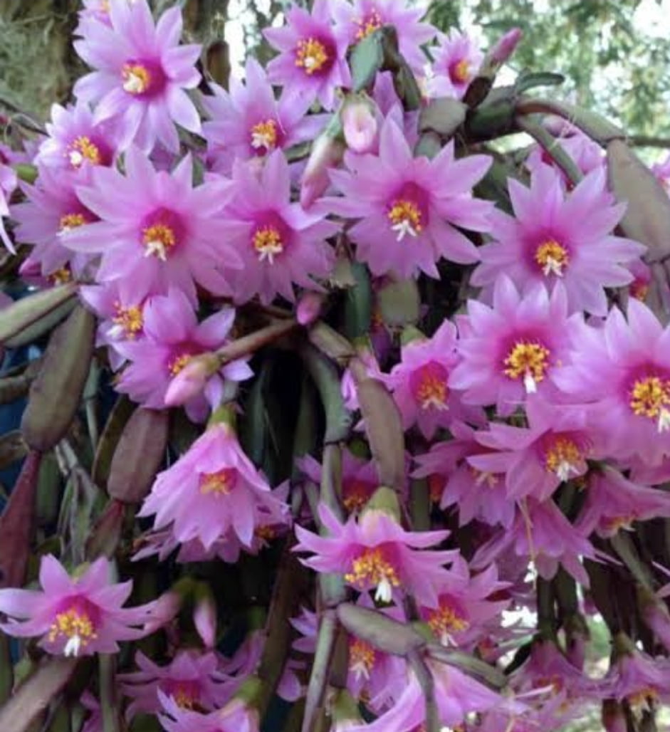 Hatiora rhipsalidopsis rosea -muda 7a8cm 