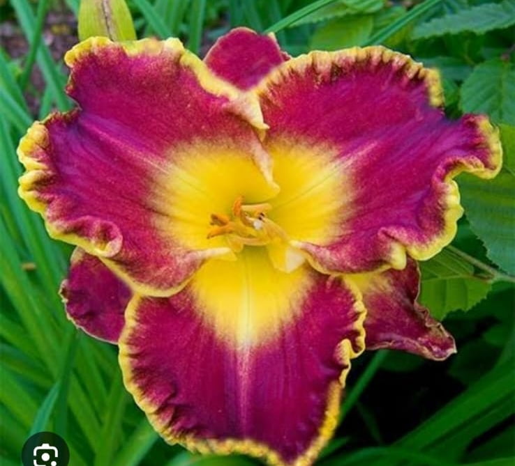 Hemerocallis thundering ovation 