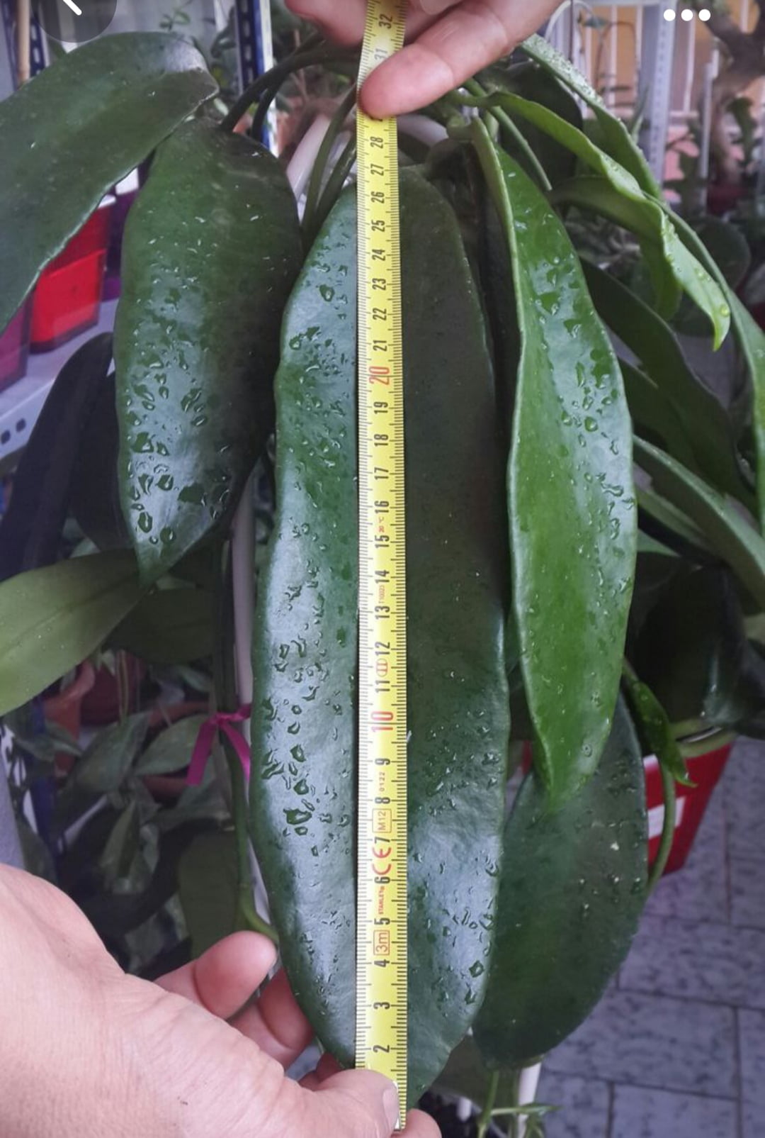Hoya imperial red gigante -muda com 30cm 