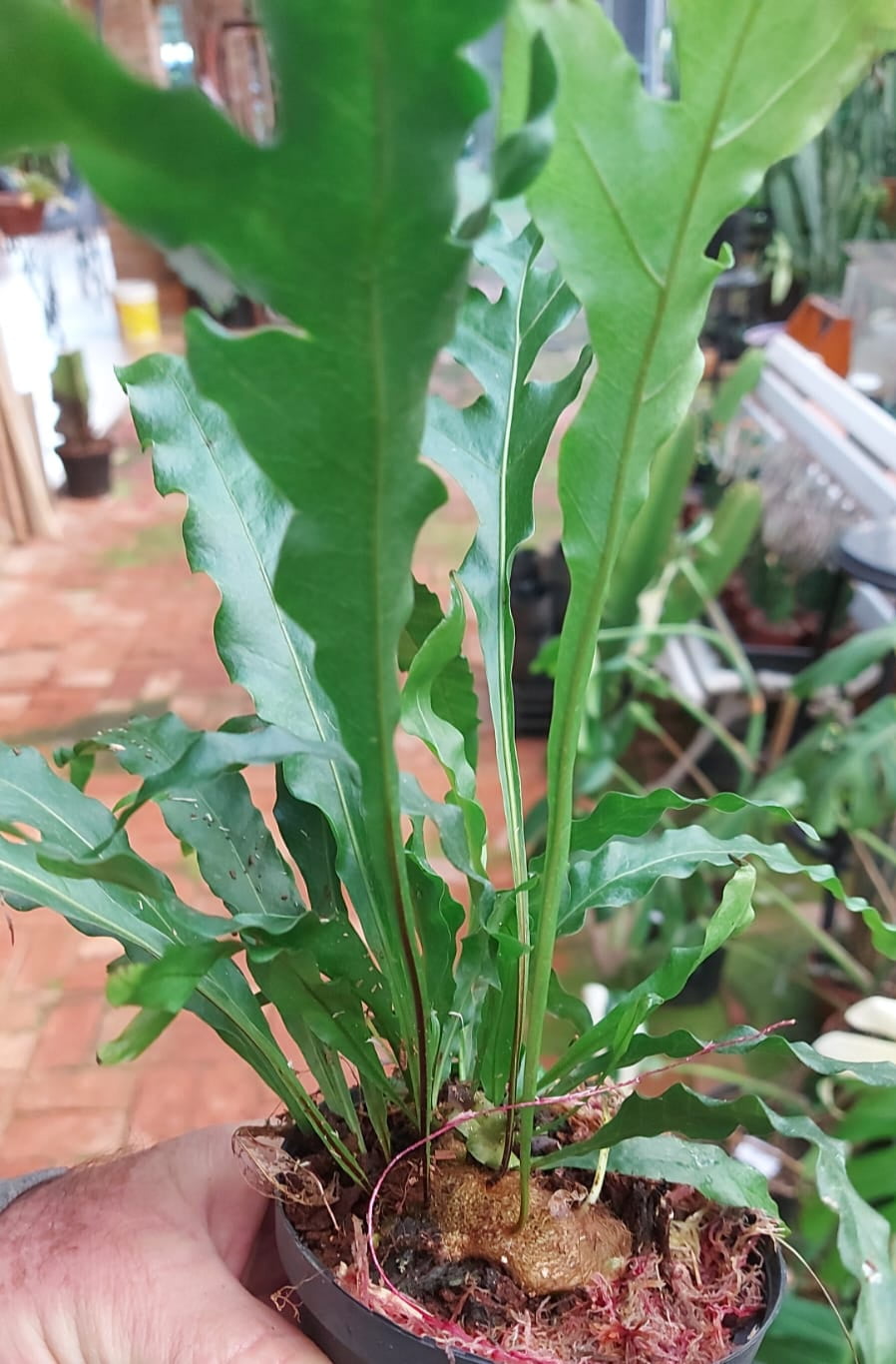 Drynaria Quercifolia  - 25cm