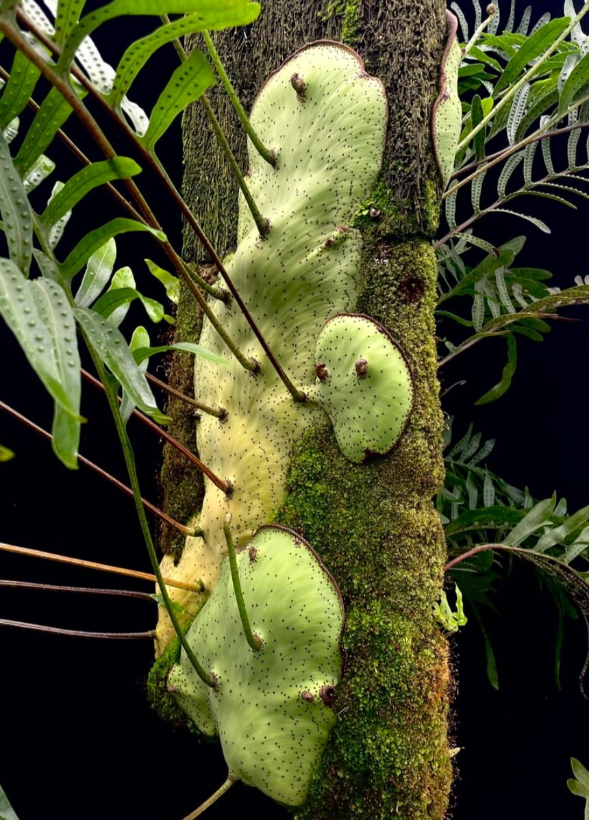 Lecanopteris Mirabilis -muda jovem