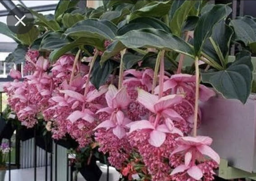 Medinila Magnifica 30cm já florindo