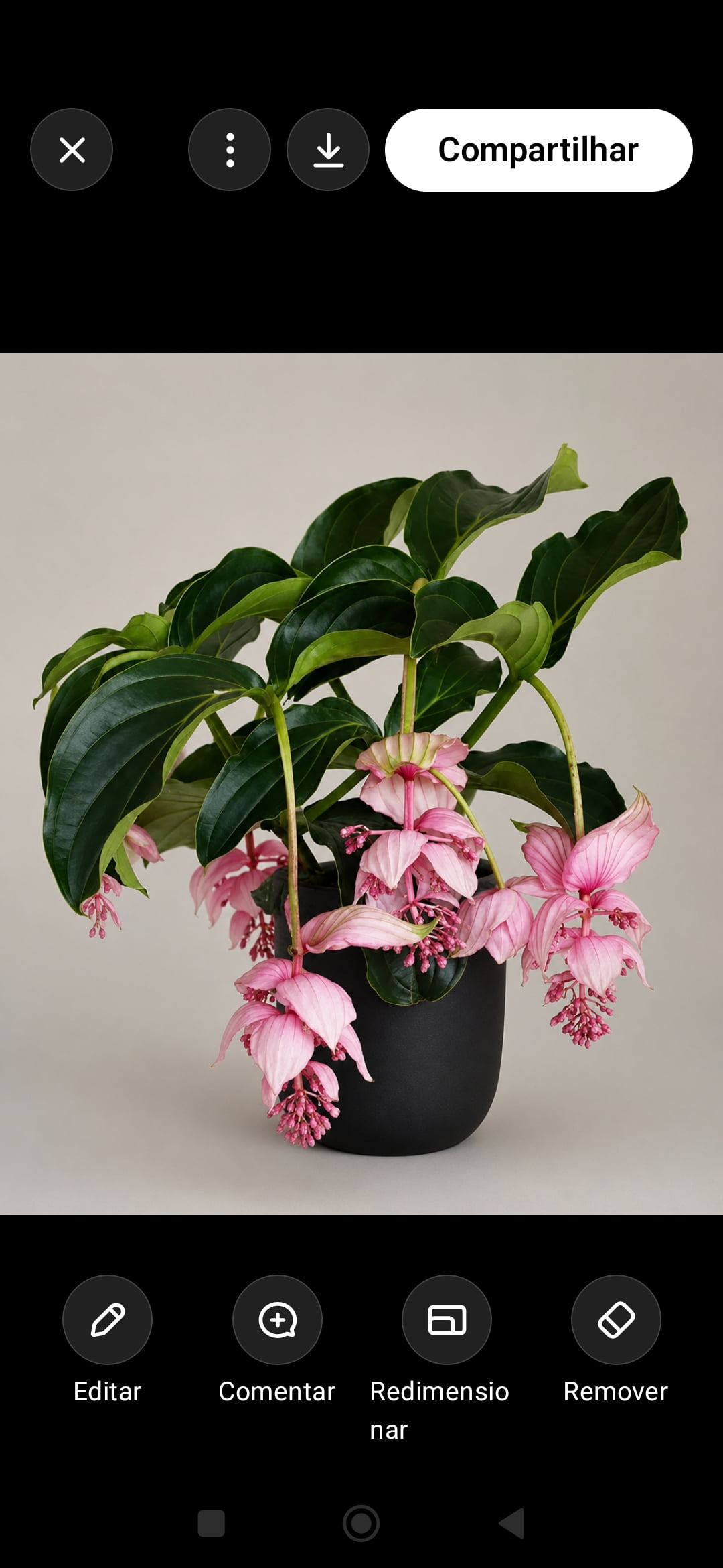 Medinilla magnifica 40a50cm