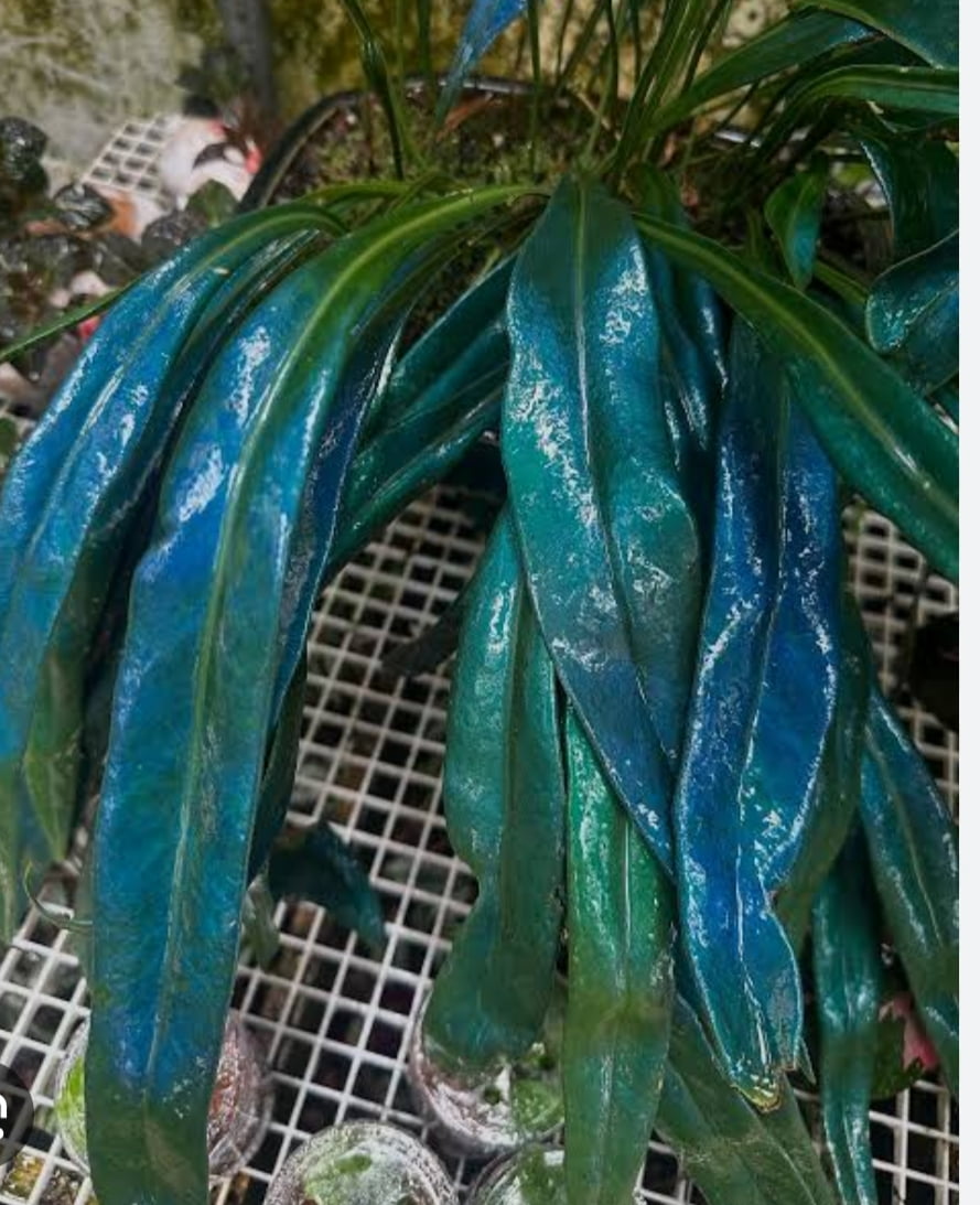 Microsolum thailandicum- muda jovem