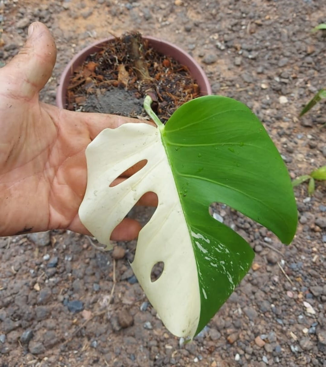 Monstera deliciosa variegata - corte MUDA COM uma folha 30CM