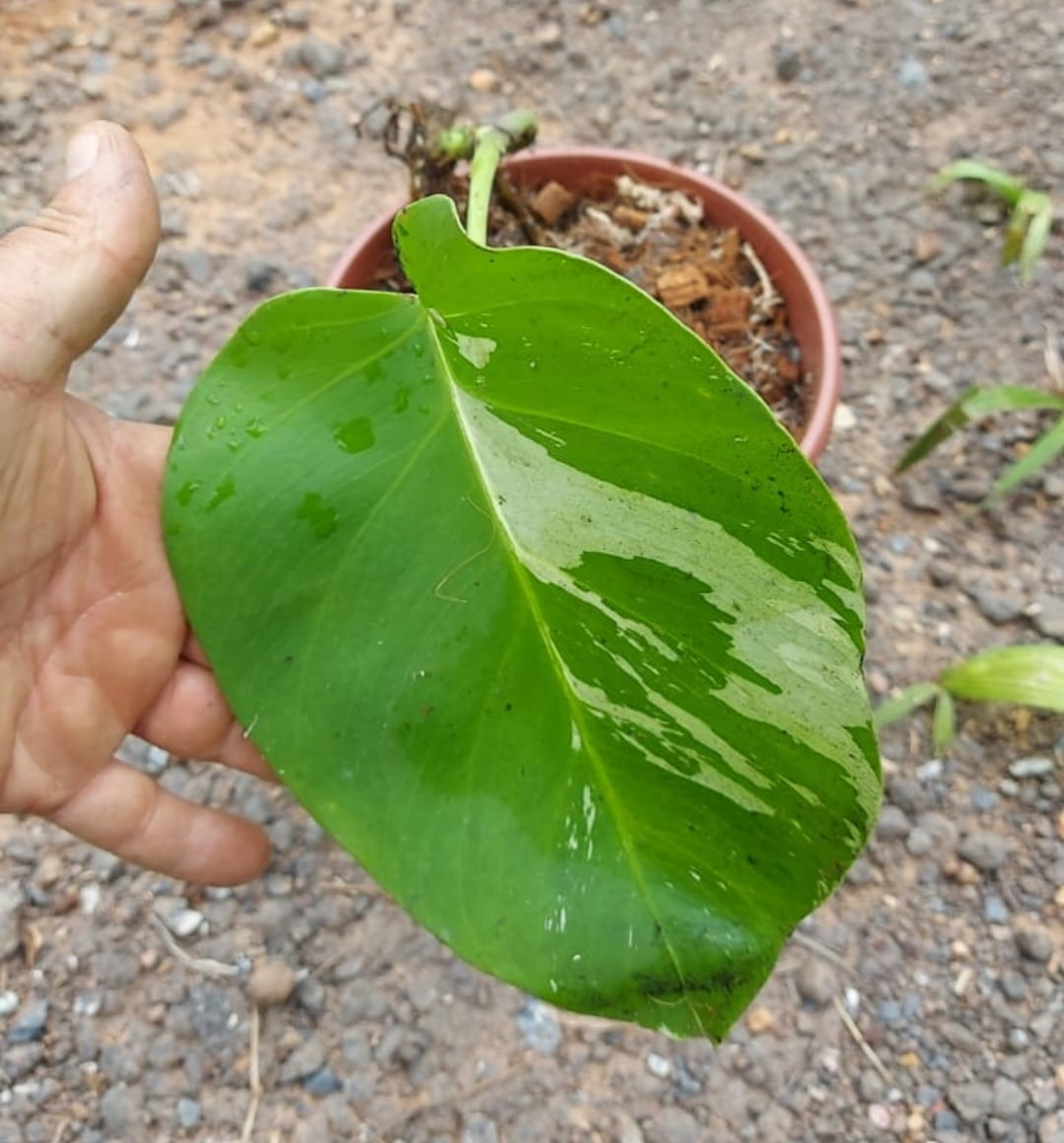 Monstera variegata muda corte com uma folha 20cm 