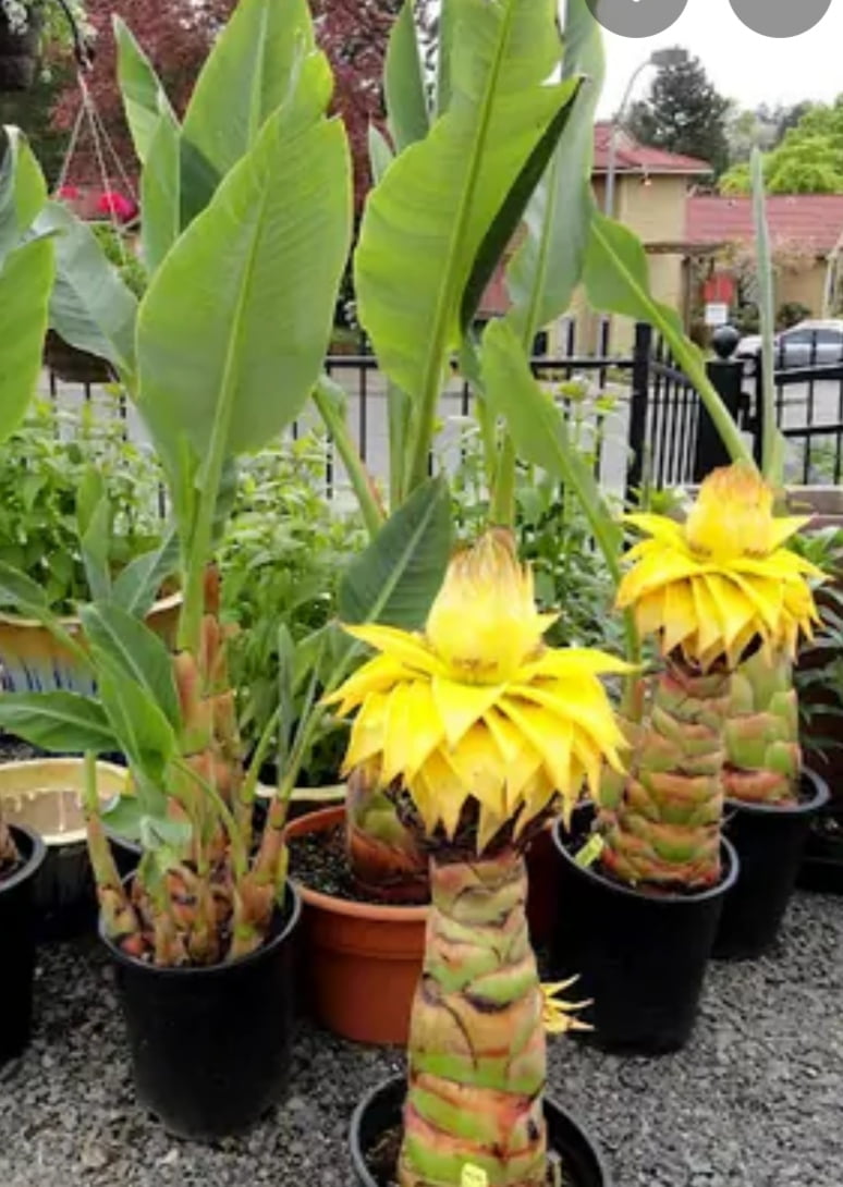 Musella Lasiocarpa -Chinesa