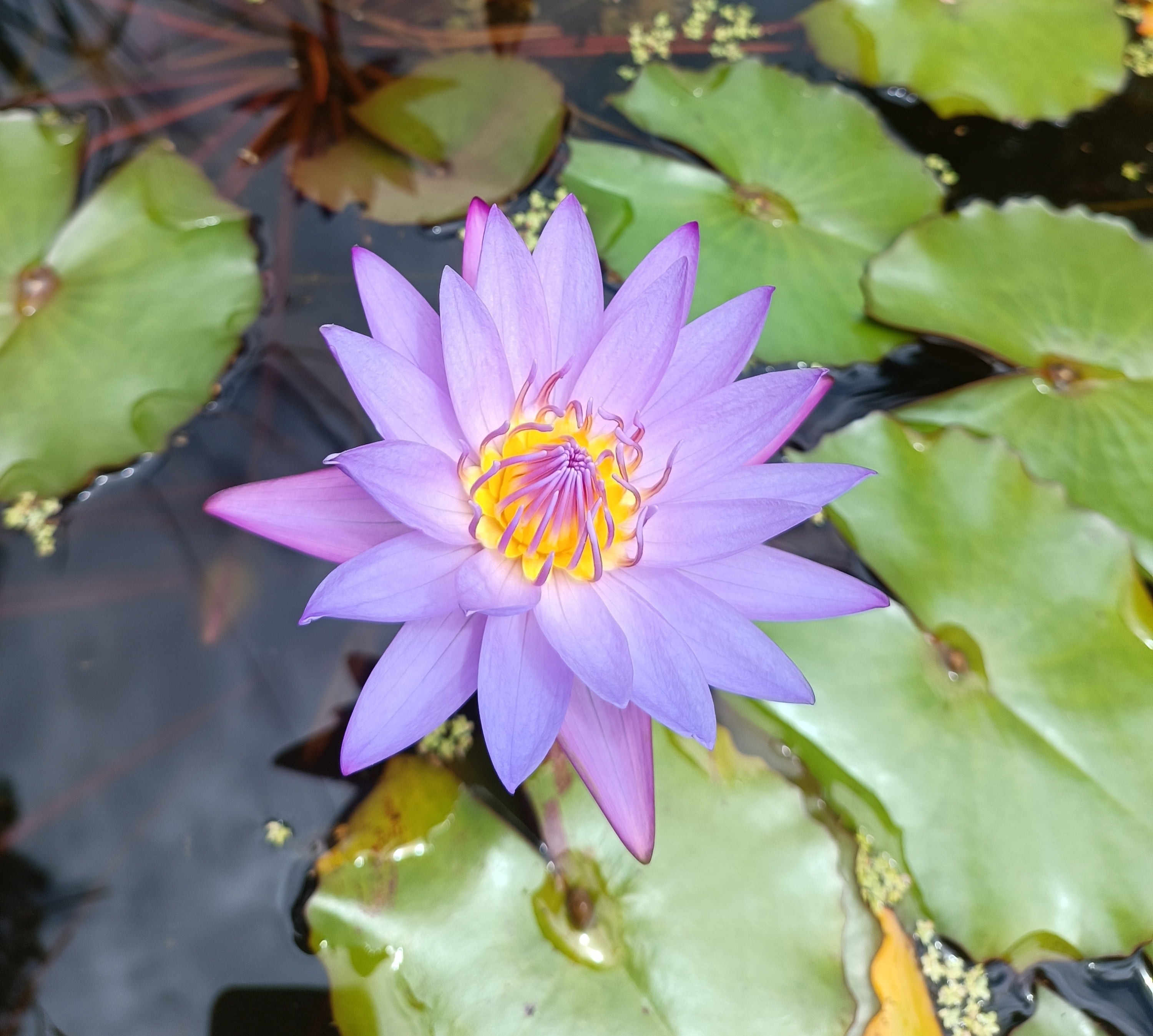 Ninfeia tropical tina , aquática 