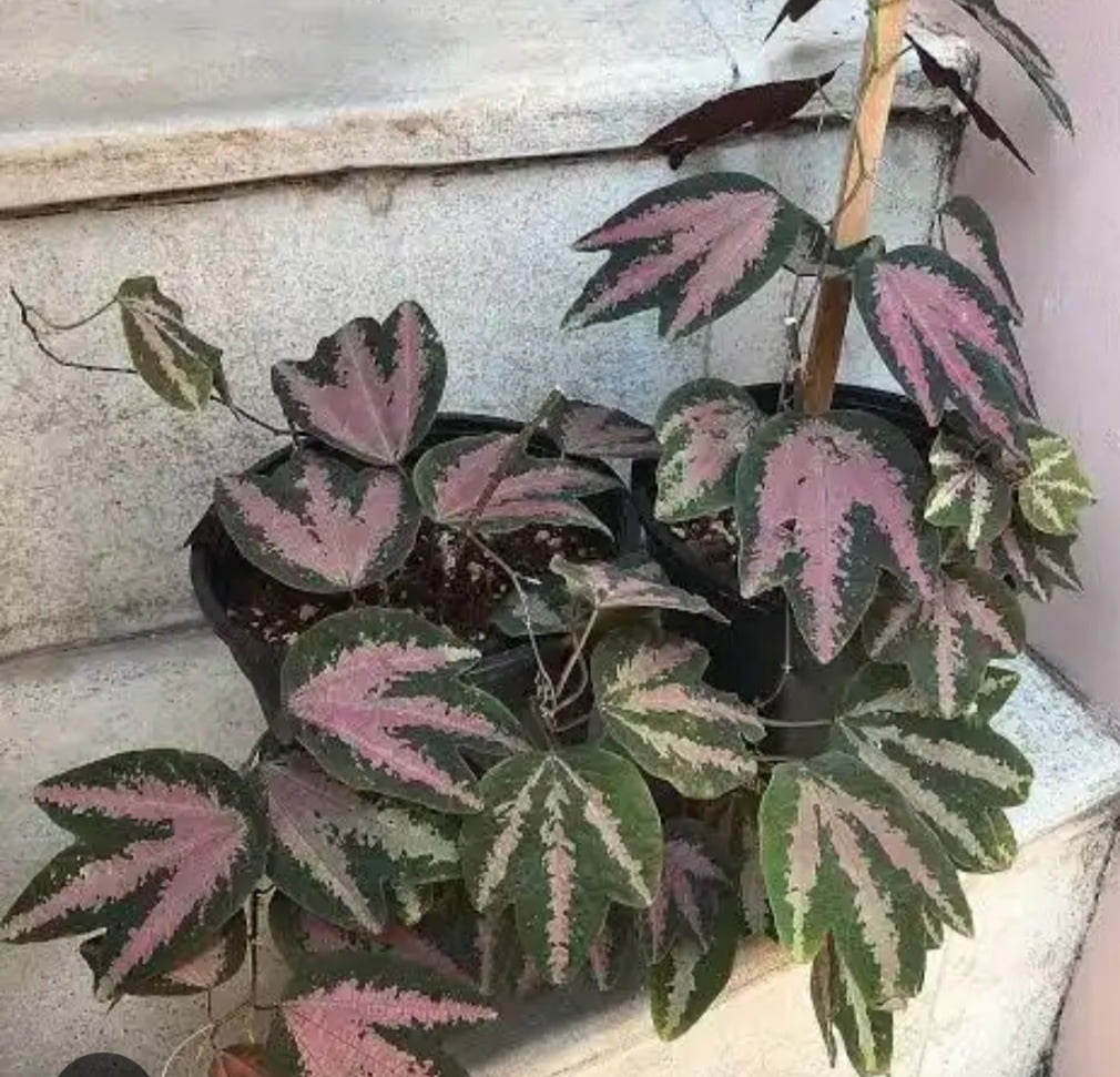 Passiflora trifasciata 10cm