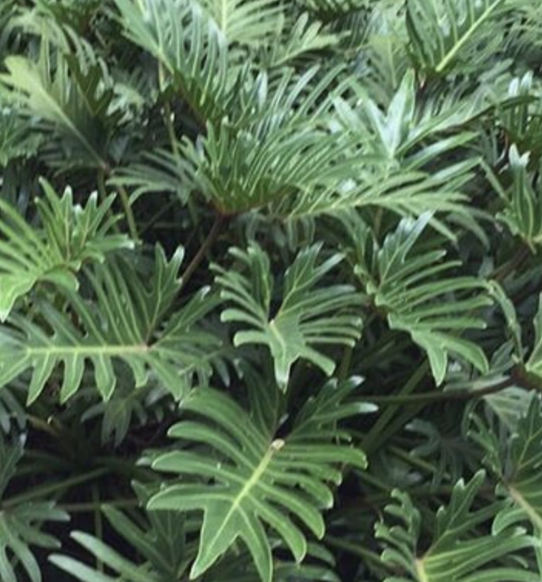 Philodendron Bipinnatifidum -muda 20cm