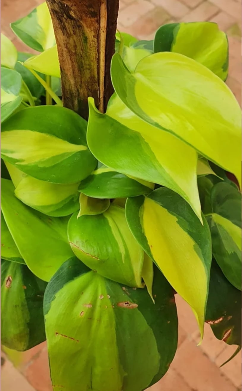 Philodendron Brasil 