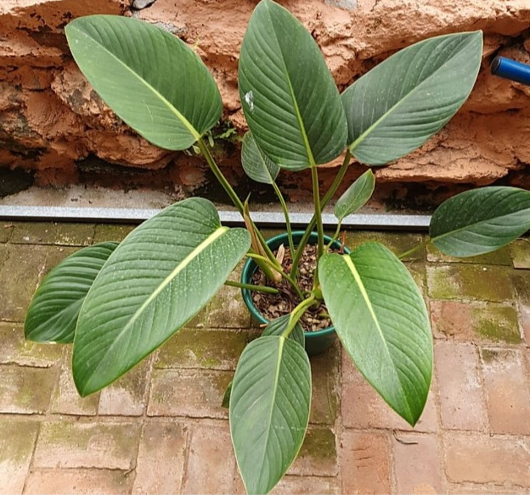 Philodendron angolano