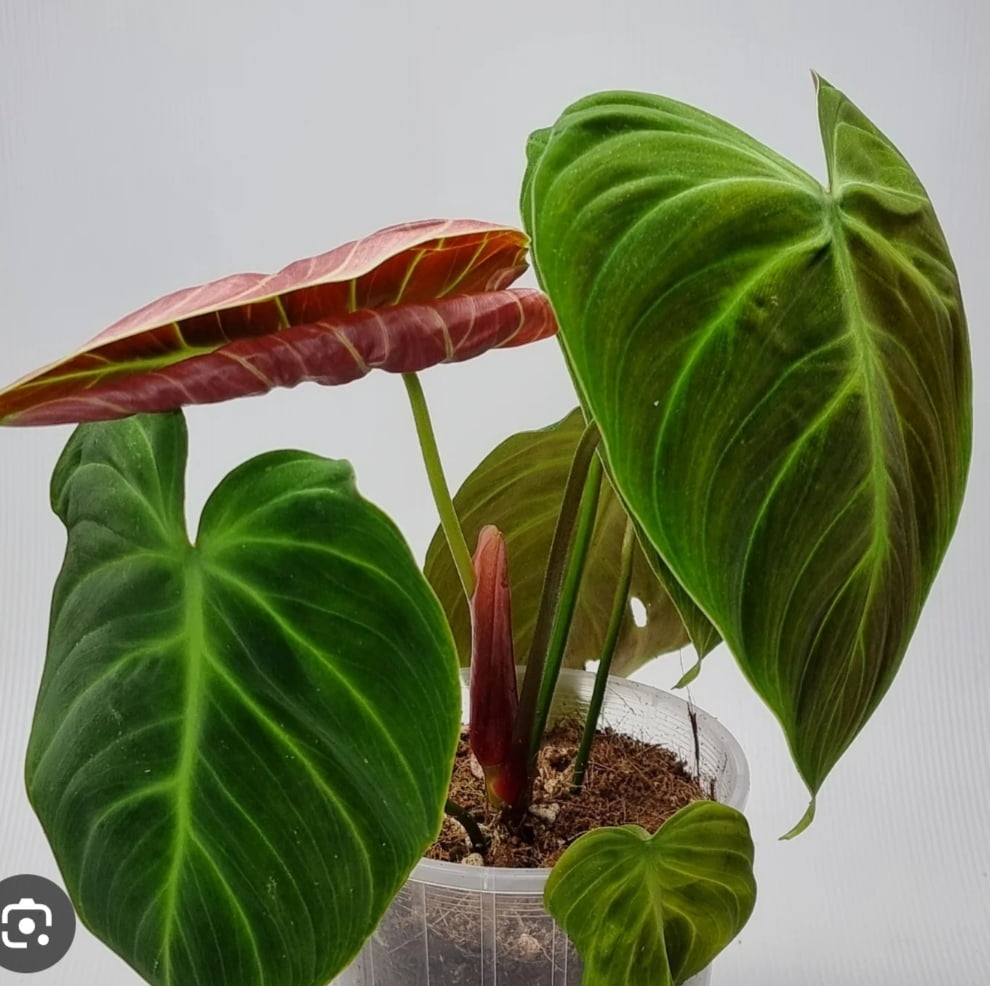 Philodendron el choco red