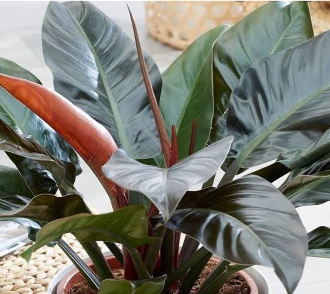 Philodendron Imperial Gibbiflora Red