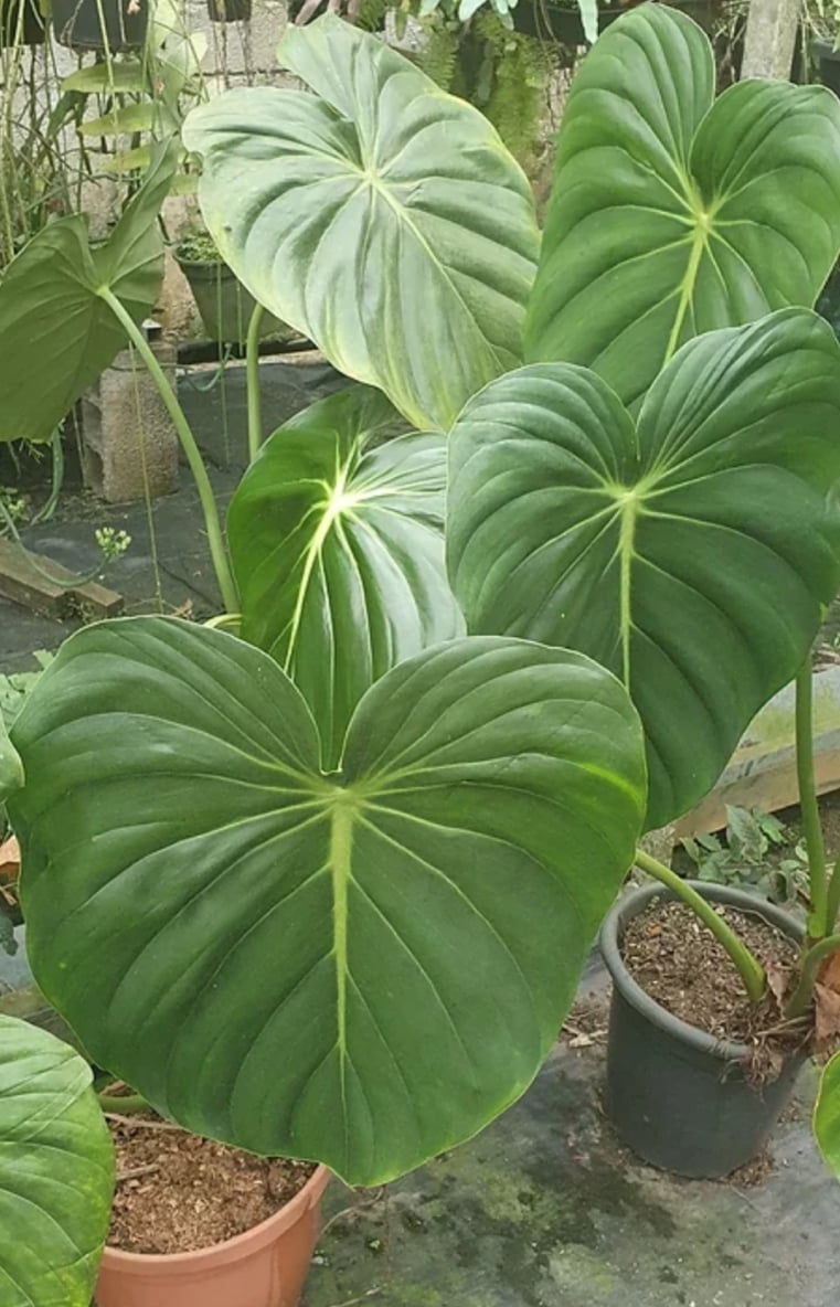 Philodendron Macdowell