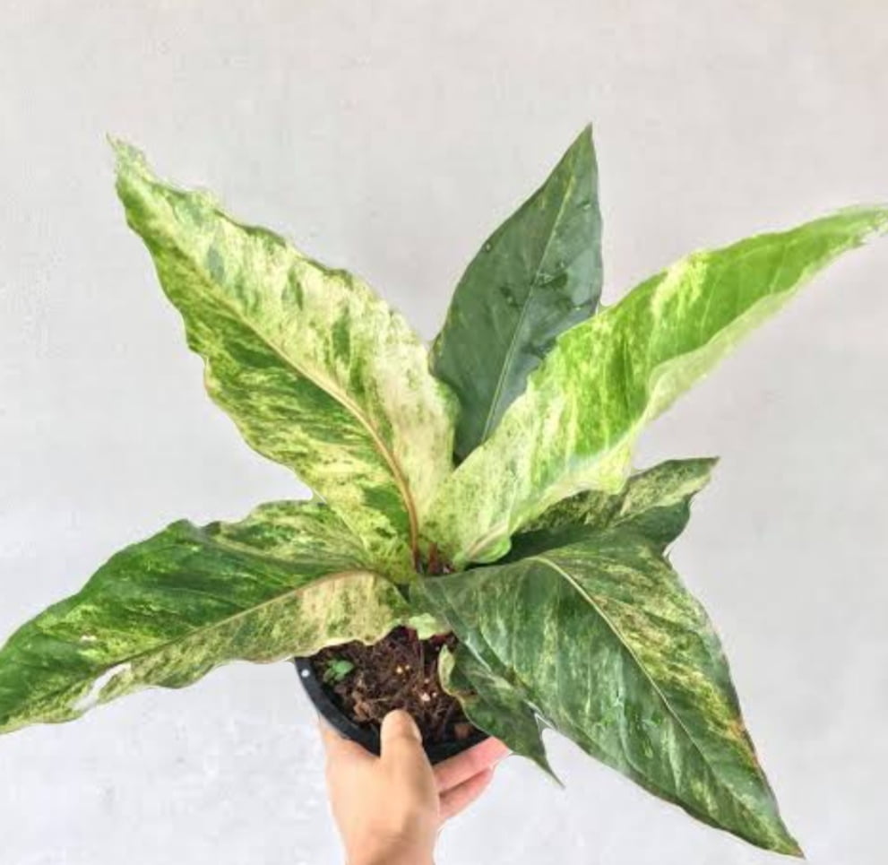 Philodendron renaissance variegata -muda 15cm