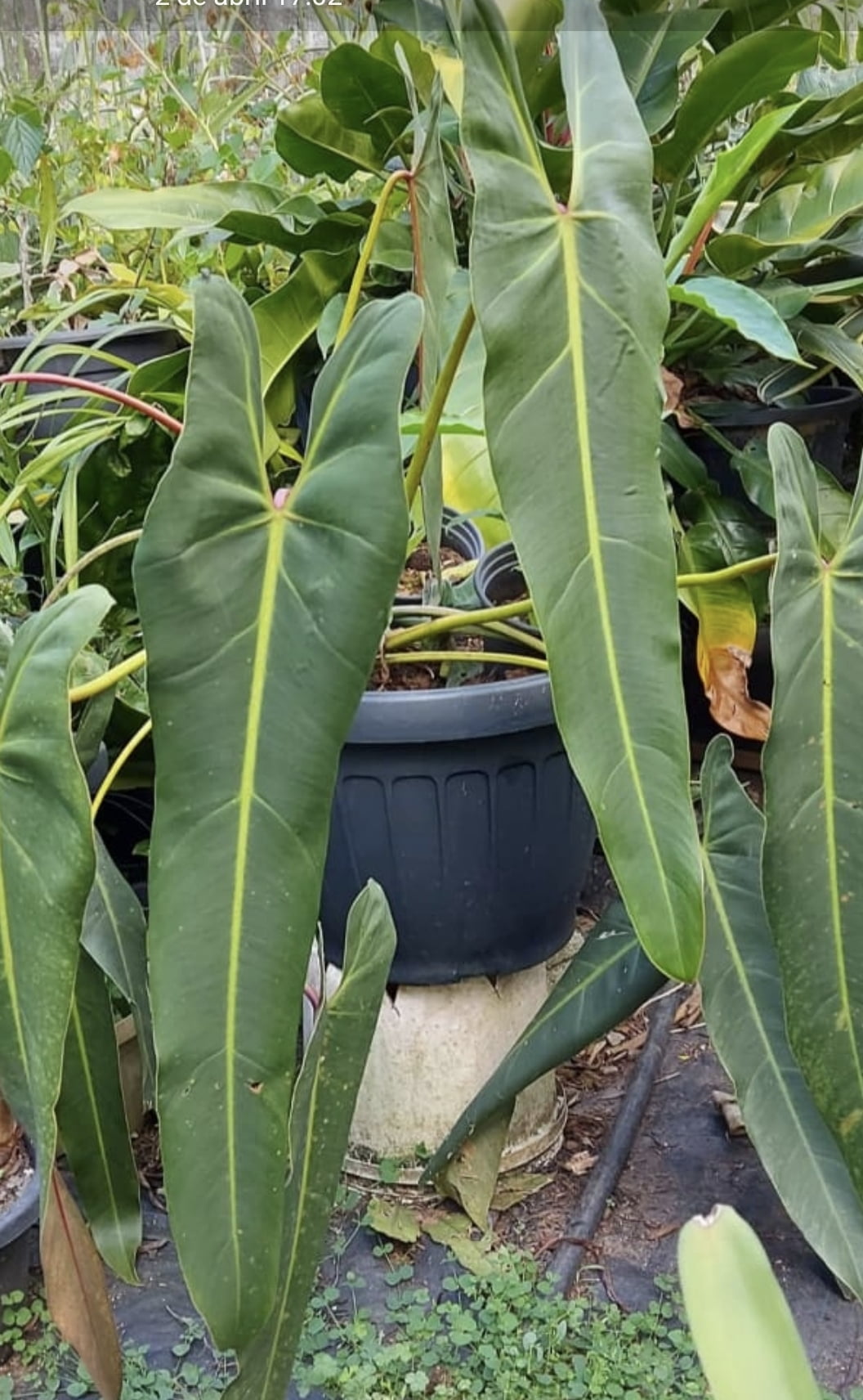 Philodendron spiritis sancti-  muda 60a 70cm 