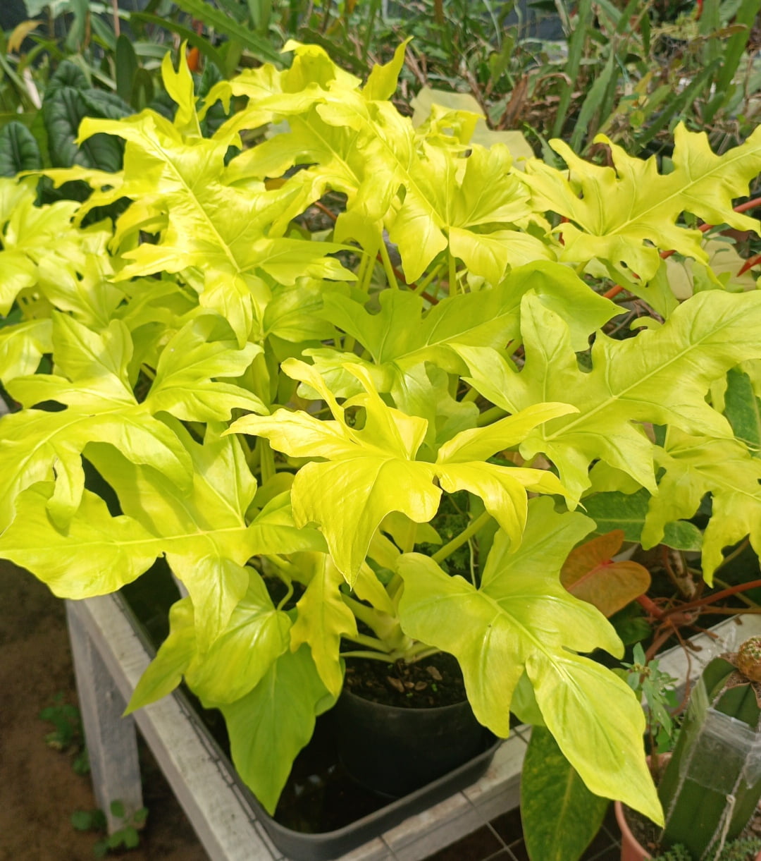 Philodendron warscewiczii aurea