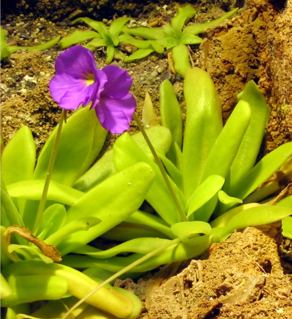 Piguincula moctezumae 