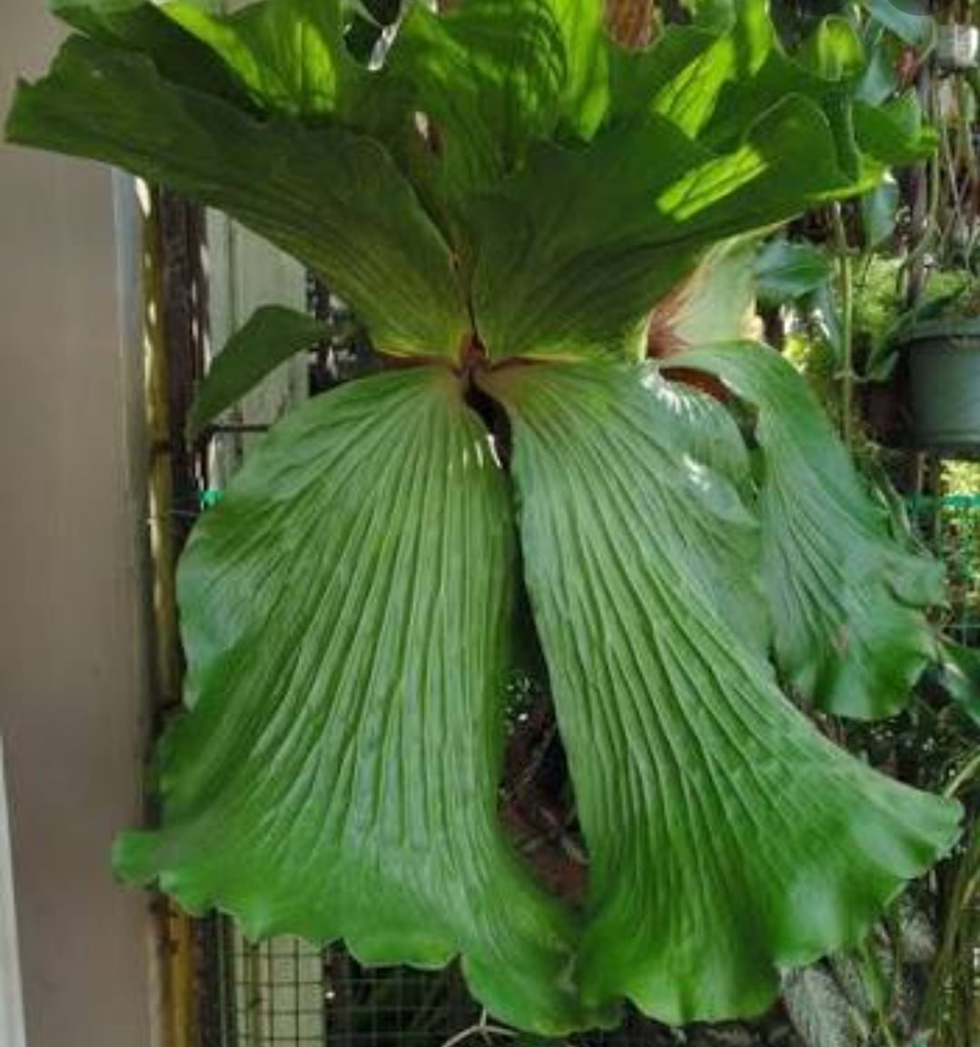 Platycerium elephantotis -muda jovem 15cm