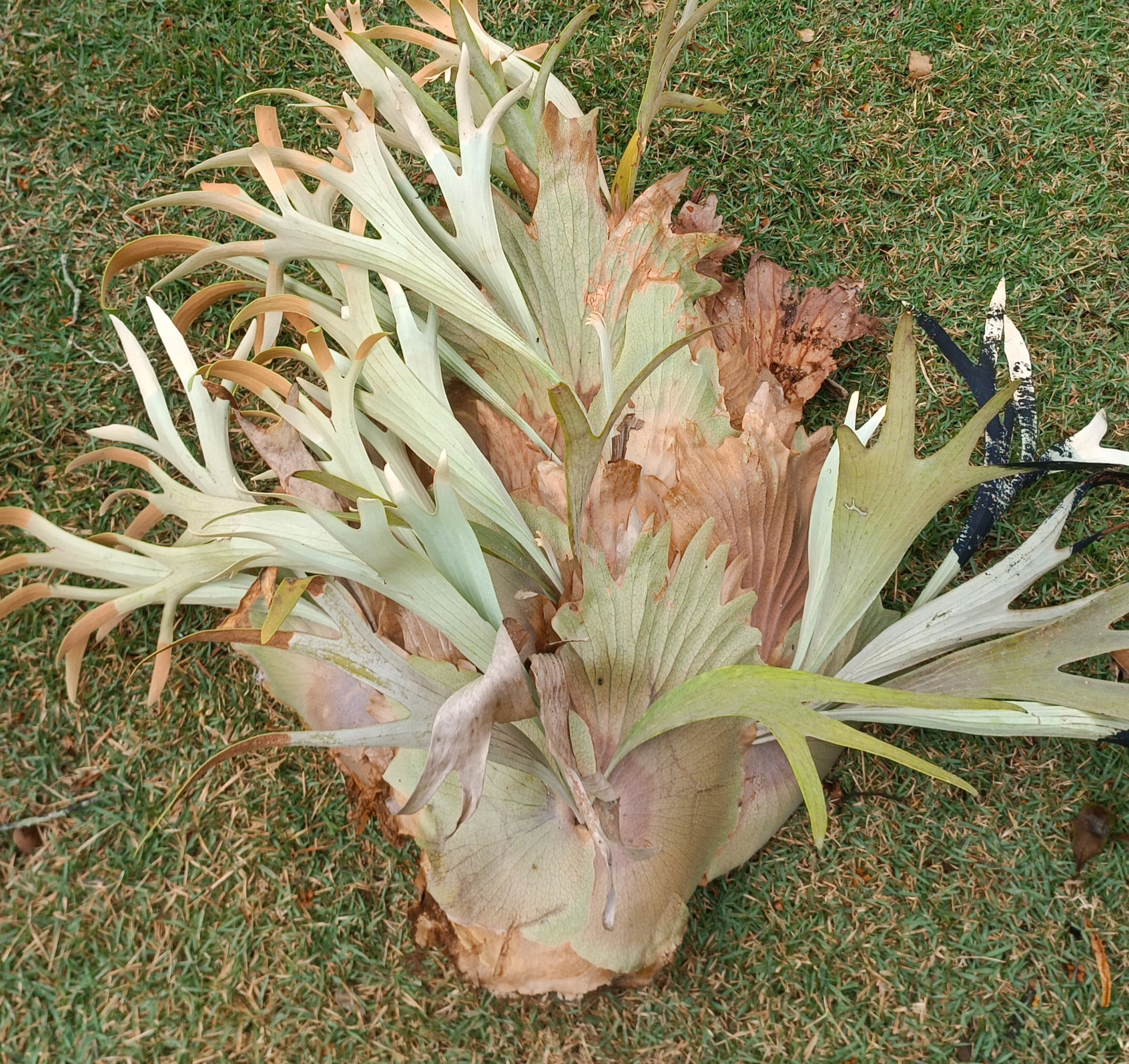 Platycerium regina