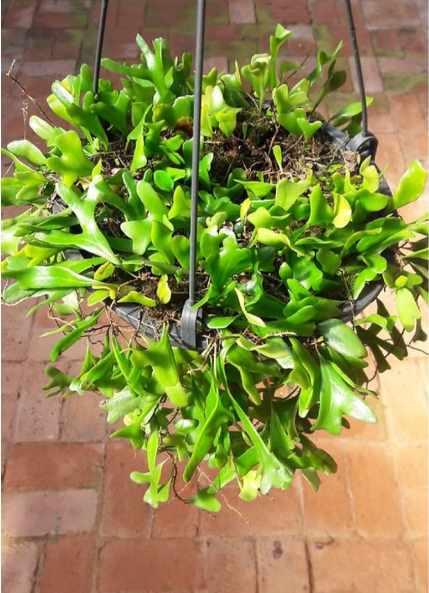 Pyrrosia Nummularifolia -Rara