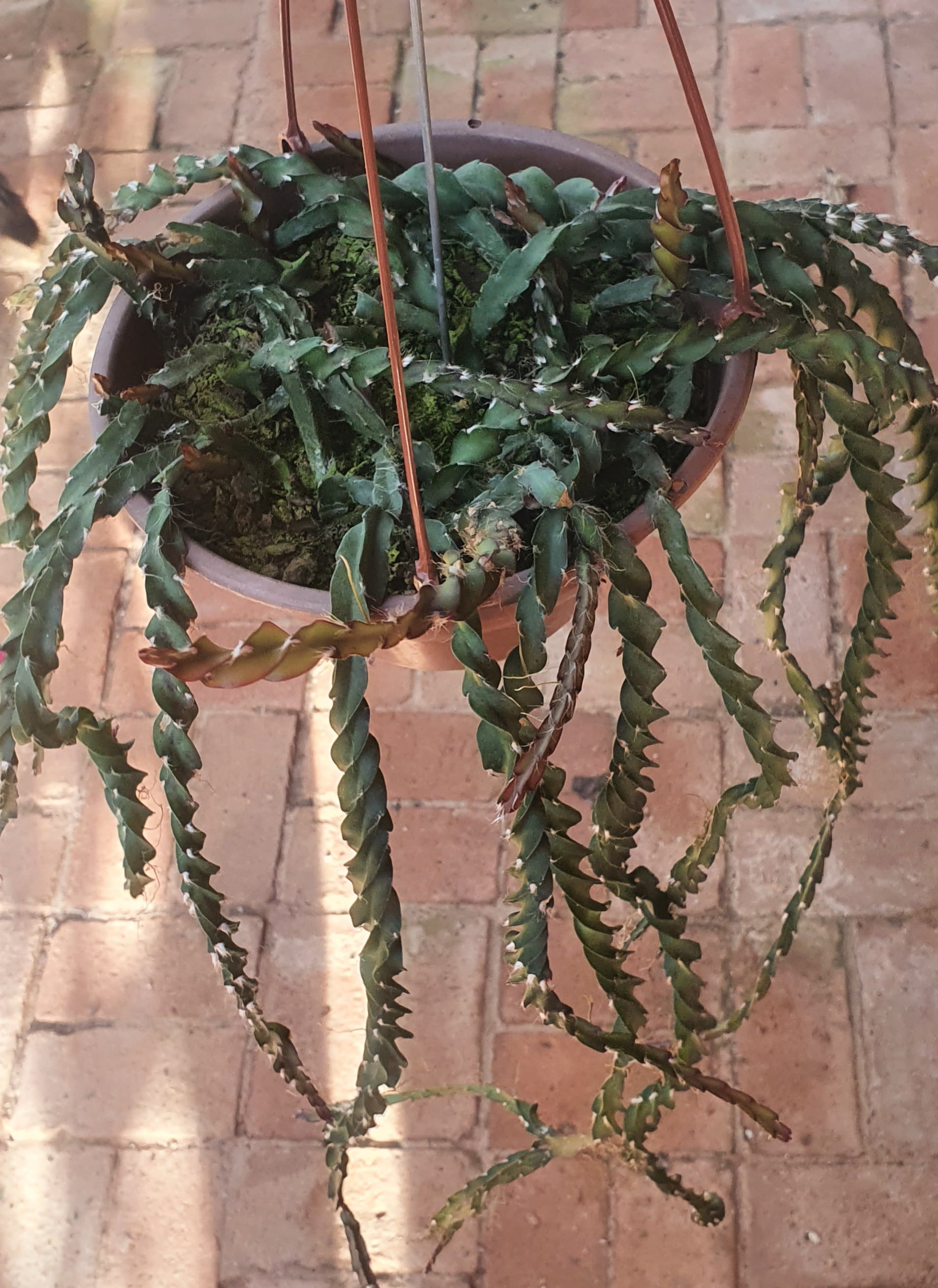 Rhipsalis cruciformis - Cactos Brasil