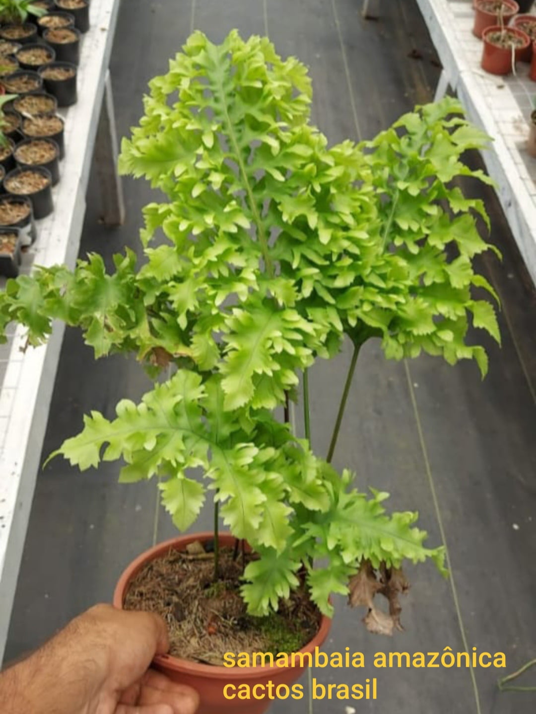 Samambaia crespa Pedro russo - ,Rizoma 2a3cm