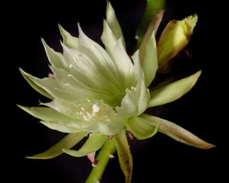Selenicereus atropilosus