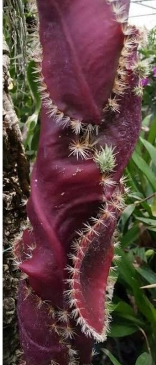 Selenicereus Witti - muda 15cm - flor da Lua - Cactos Brasil