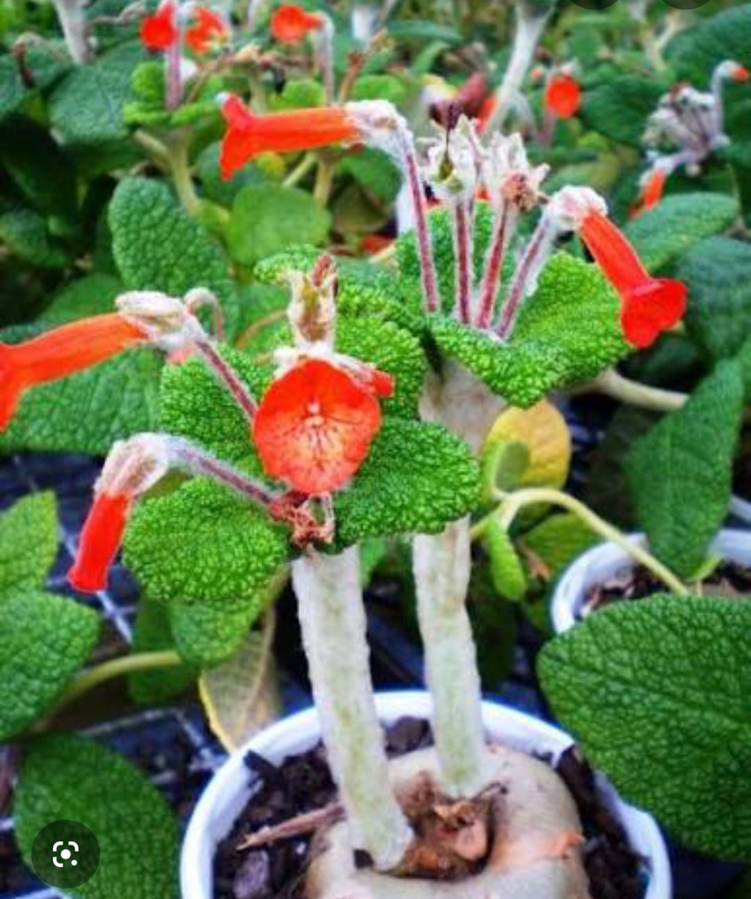 Sinningia bullata ' muda jovem