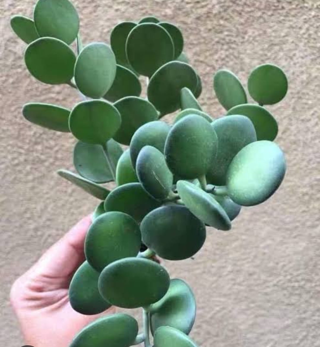 Xerosicyus danguyi-muda com 15cm