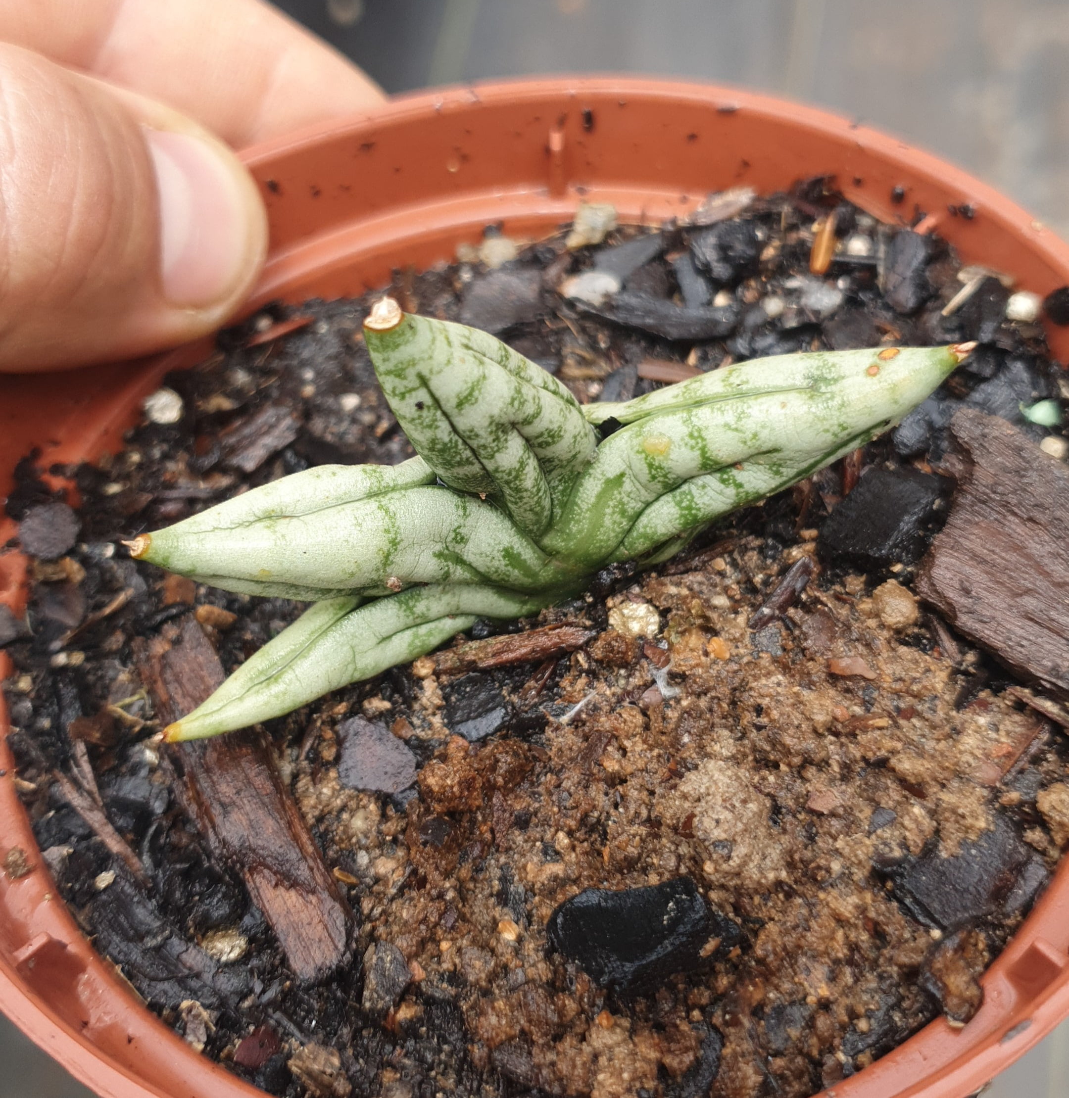 Sanseviera dwarf boncel -muda 4a5cm - Cactos Brasil