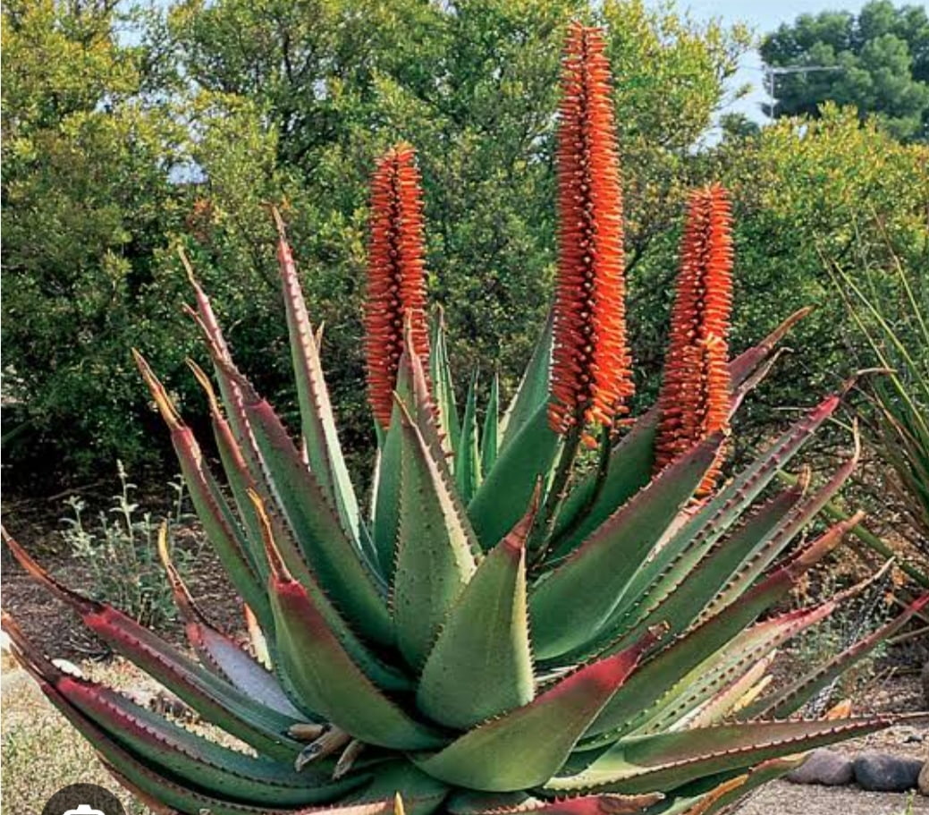 Aloe ferox 