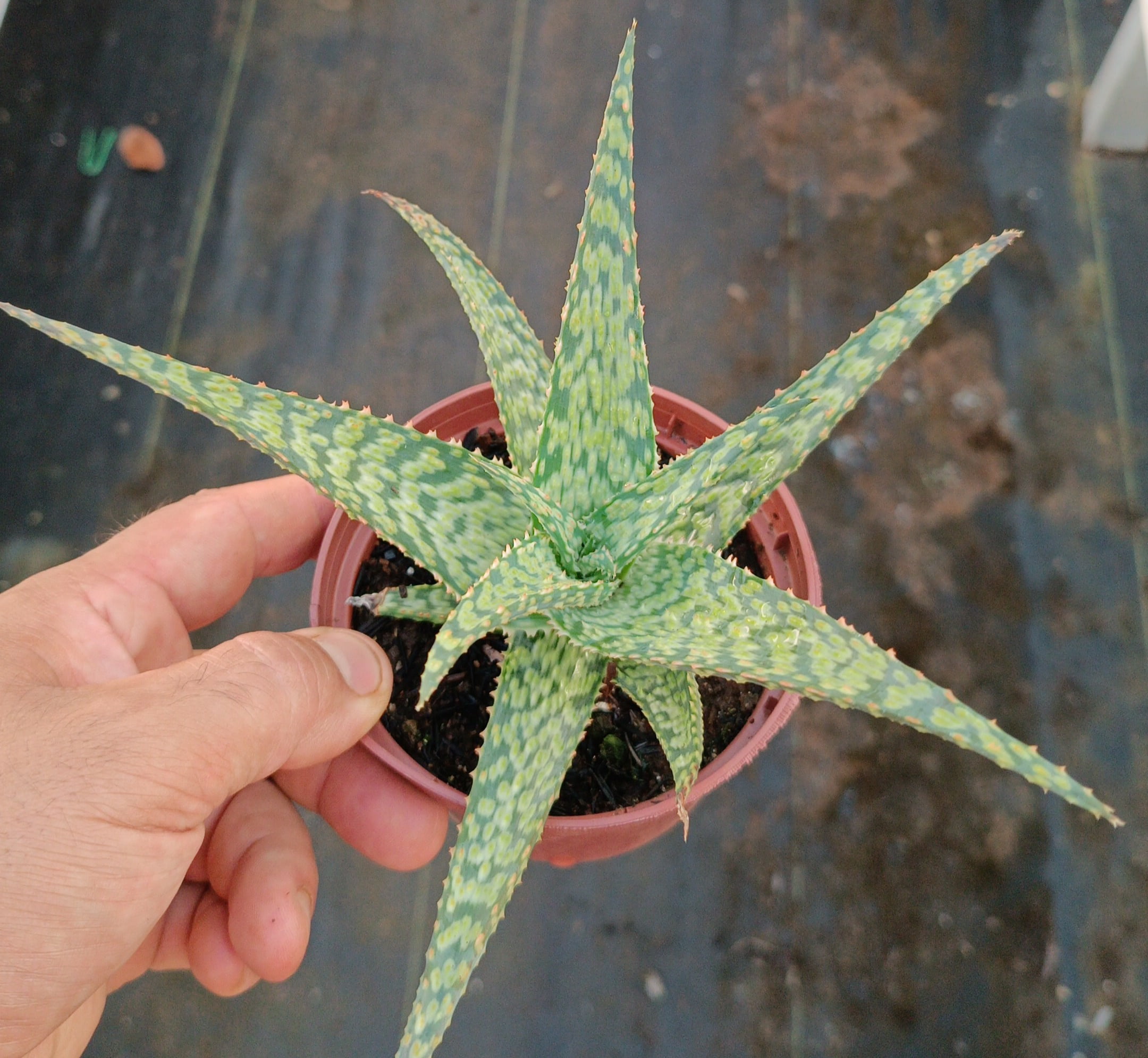 Aloe Longifolia