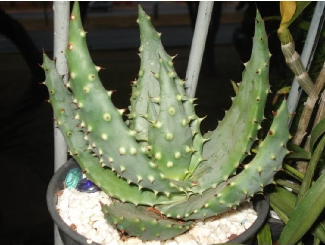 Aloe monstruosa aculeata