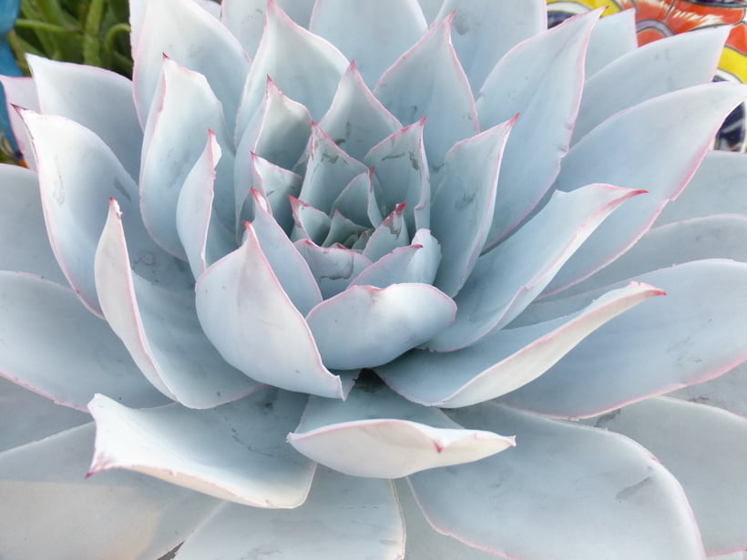 ECHEVERIA CANTE 