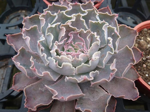 Echeveria shaviana peregrina