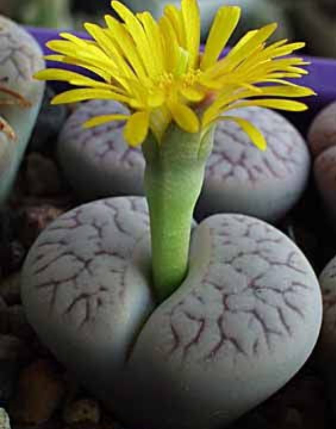 Lithops- Planta Pedra _ Oferta 