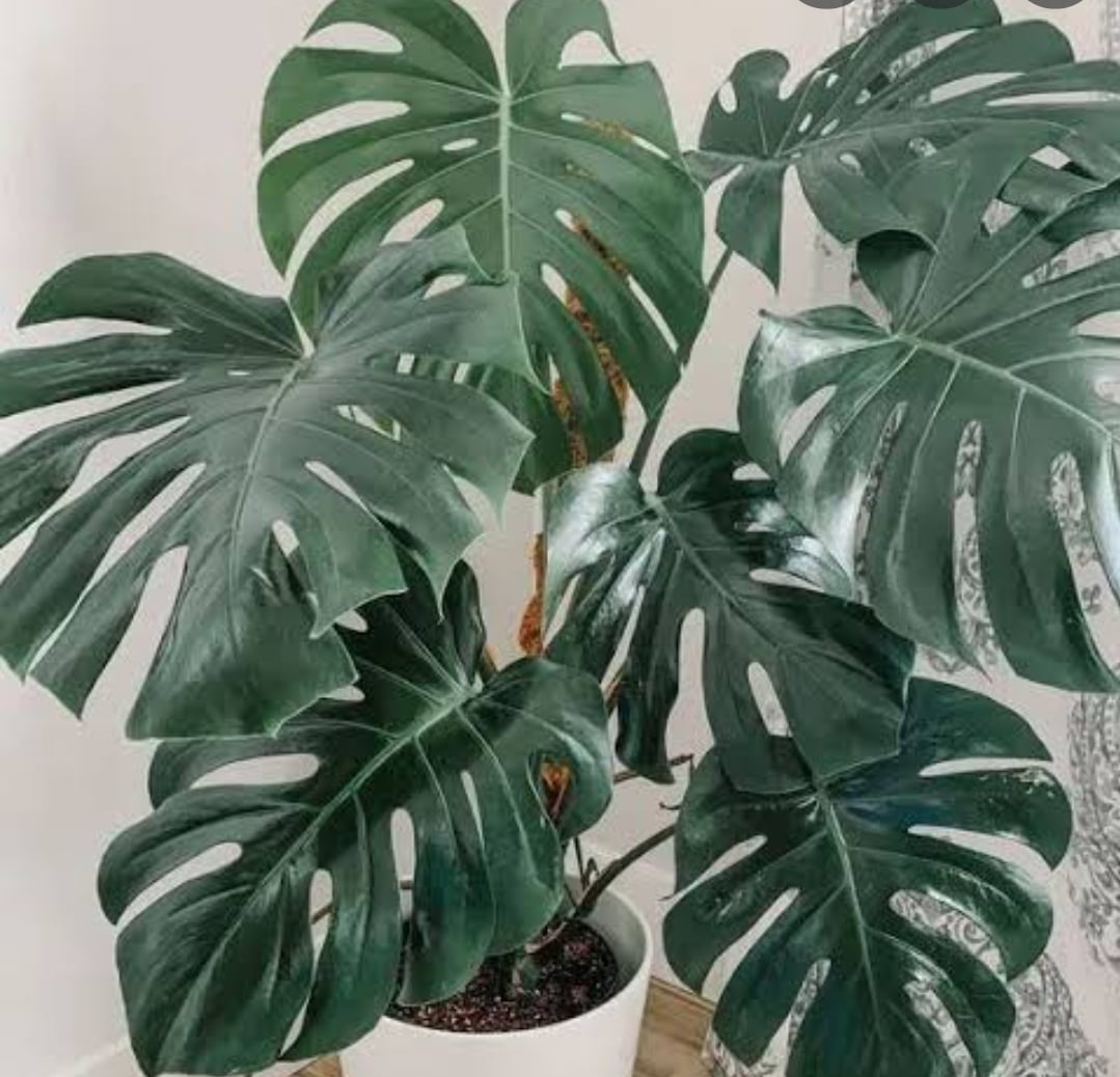 Monstera costela de Adão