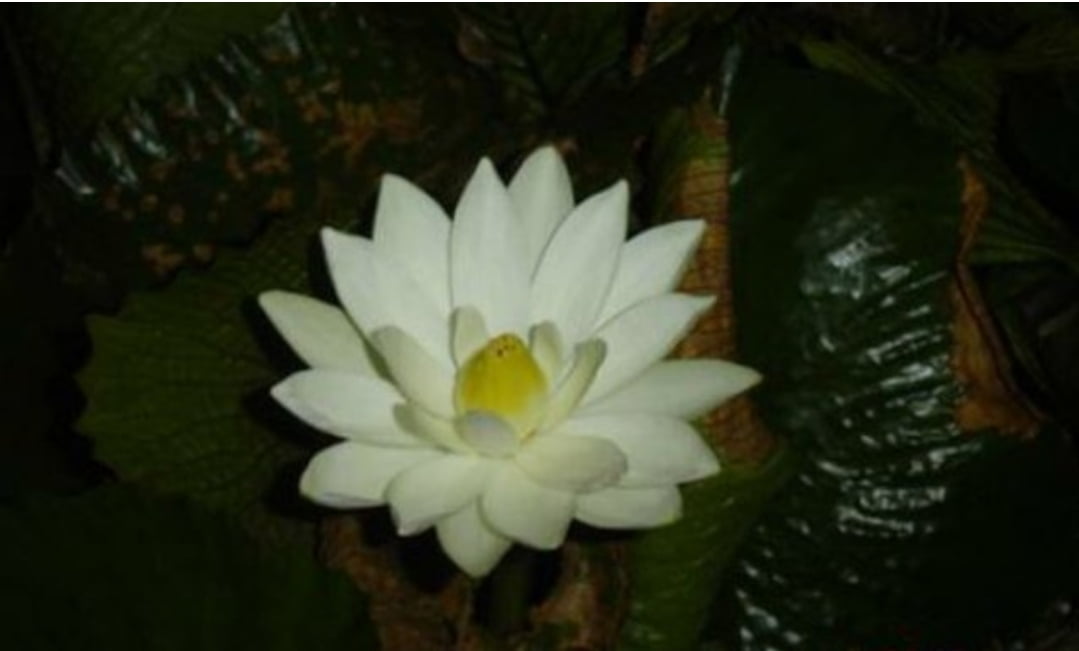 Ninfeia branca planta aquática