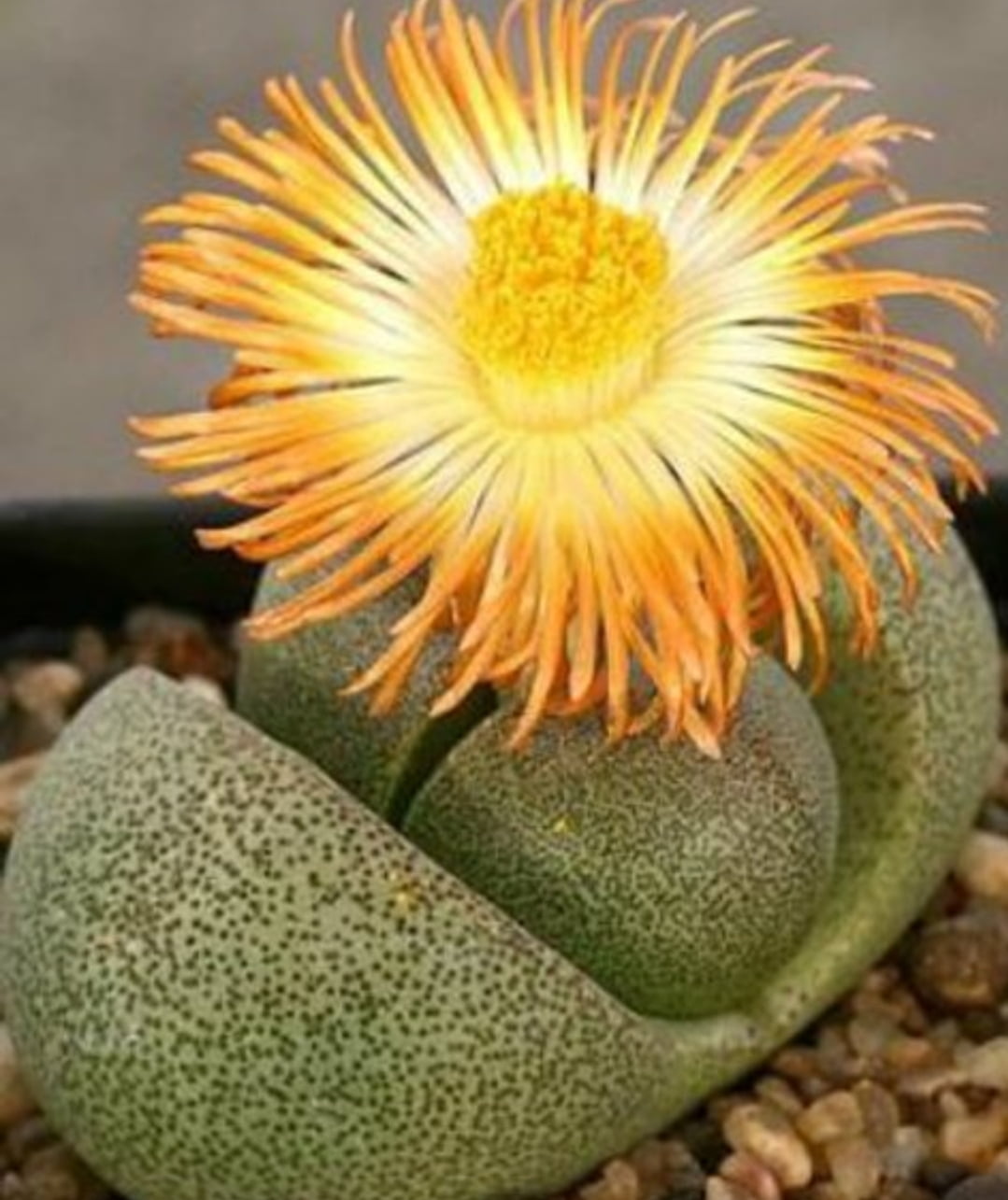 Pleiospilo Nelli