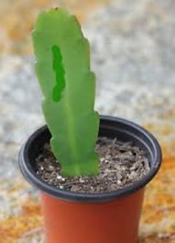 Epiphyllum  - cactos orquidea - flor de outubro