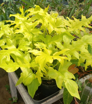 Philodendron warscewiczii aurea - Cópia (1) Philodendron warscewiczii aurea - Cópia (1)