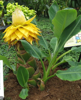 Musella Lasiocarpa -Chinesa- MUDA JOVEM - Cópia (1)