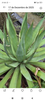 Agave BLUE glow- sem espinho 