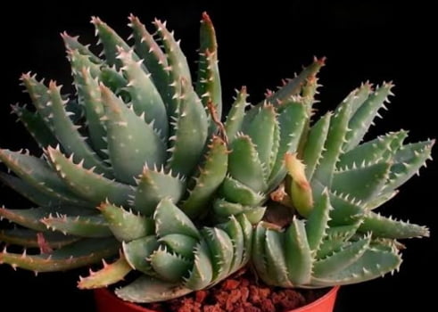 Aloe brevifolia 